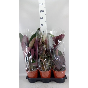 Calathea ...mix