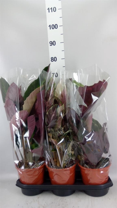 <h4>Calathea   ...mix</h4>