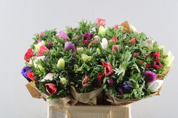 <h4>Anem Co Mistral Gemengd Ex</h4>