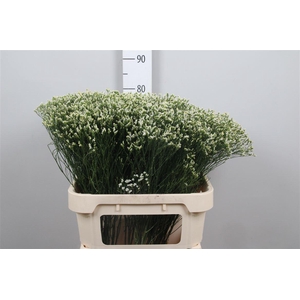 Lim Sin Sen P Colada