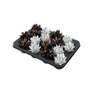 Echeveria coloured Splash black&white mix