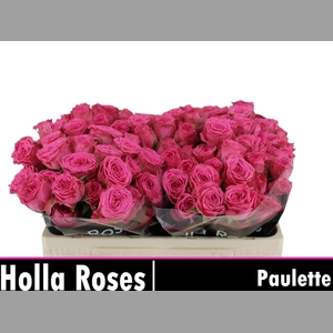 R TR PAULETTE!
