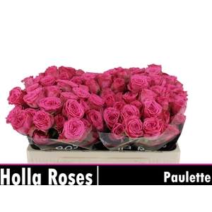R TR PAULETTE!