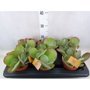 Kalanchoe NF thyrsiflora