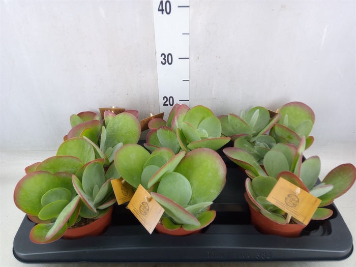 <h4>Kalanchoe NF thyrsiflora</h4>
