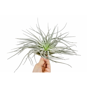 tillandsia silver