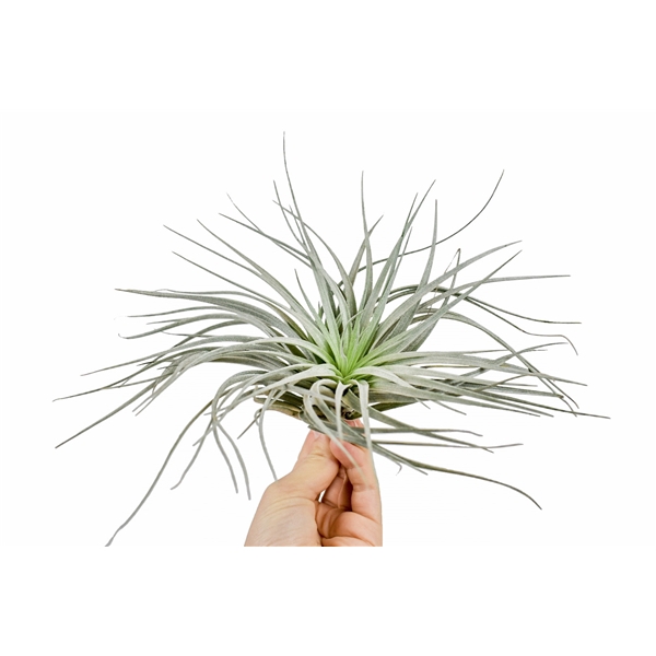 <h4>tillandsia silver</h4>