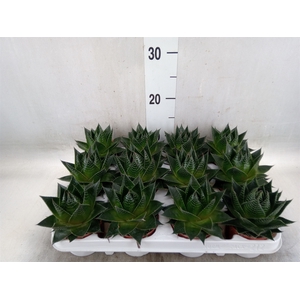 Aloe aristata 'Cosmo'