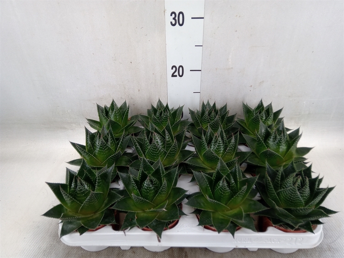 <h4>Aloe aristata 'Cosmo'</h4>