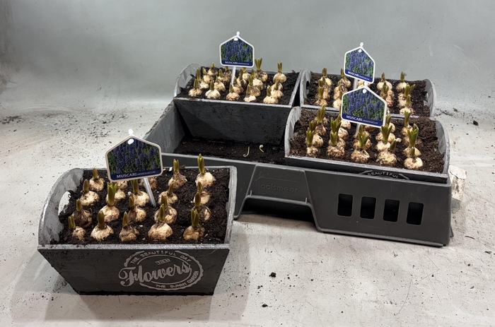 <h4>ARR MUSCARI</h4>