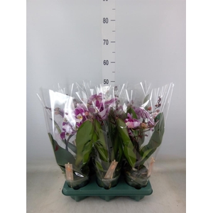 Phalaenopsis   ...red