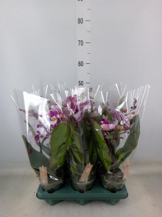 <h4>Phalaenopsis   ...red</h4>