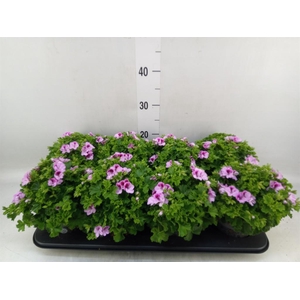 Pelargonium gran.   ..