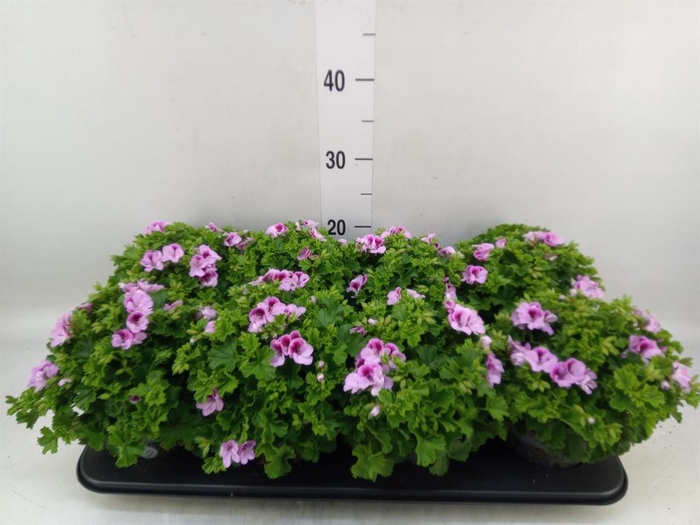 <h4>Pelargonium gran.   ..</h4>