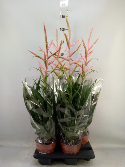 <h4>Tillandsia  'Dolce'</h4>