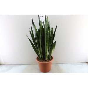 Sansevieria Zeylanica