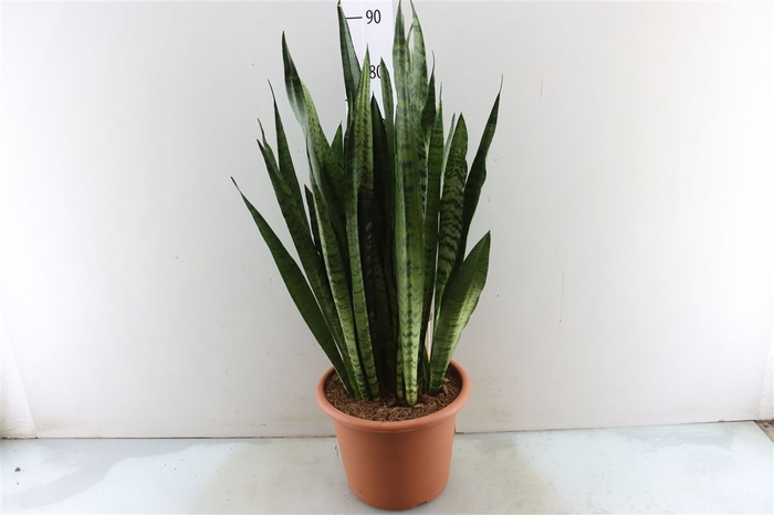 <h4>Sansevieria Zeylanica</h4>