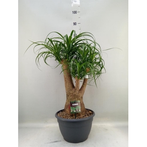 Beaucarnea recurvata