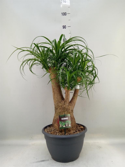 <h4>Beaucarnea recurvata</h4>