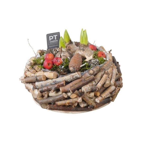 <h4>PTHCH2213 Arrangement Hyancint Christmas in houten bak</h4>