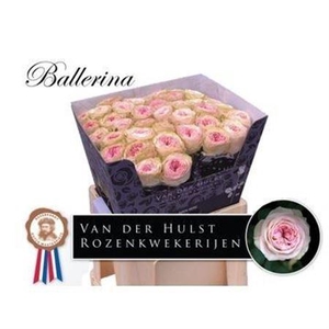 Rosa a grande fleur Ballerina Summerhouse