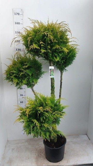 <h4>CHAM L STARDUST</h4>