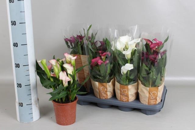 <h4>ZANT GEM 5 KL</h4>