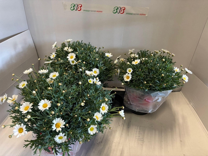 <h4>ARG STELLA 2000</h4>