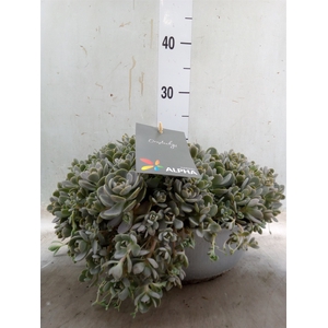 Orostachys furusei