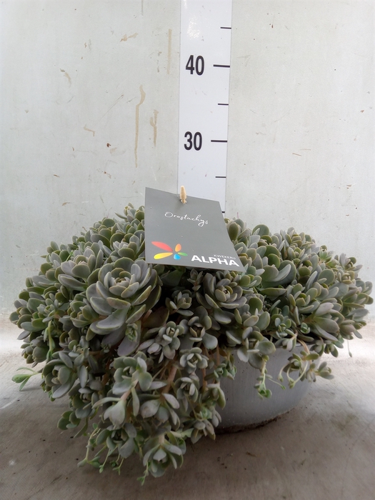 <h4>Orostachys furusei</h4>