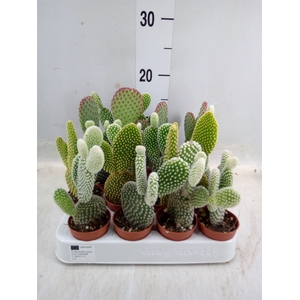 Opuntia microdasys