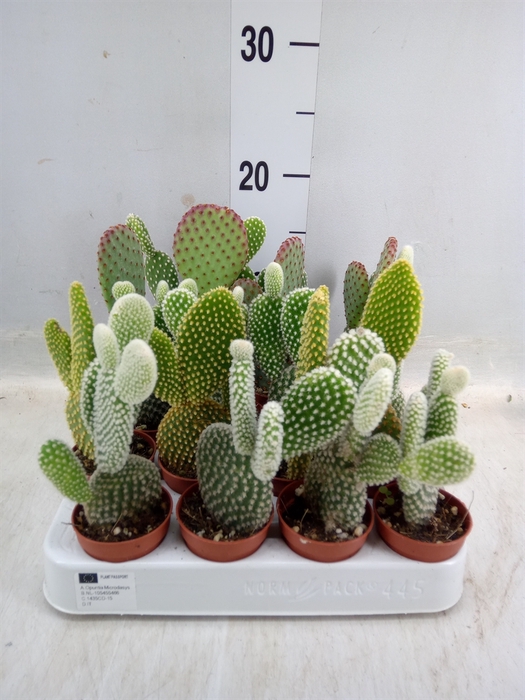 <h4>Opuntia microdasys</h4>