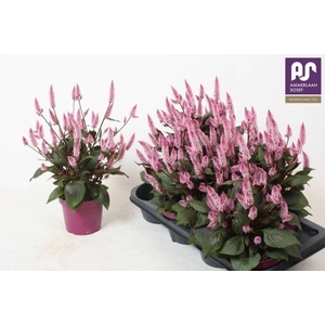 CEL WILD PINK