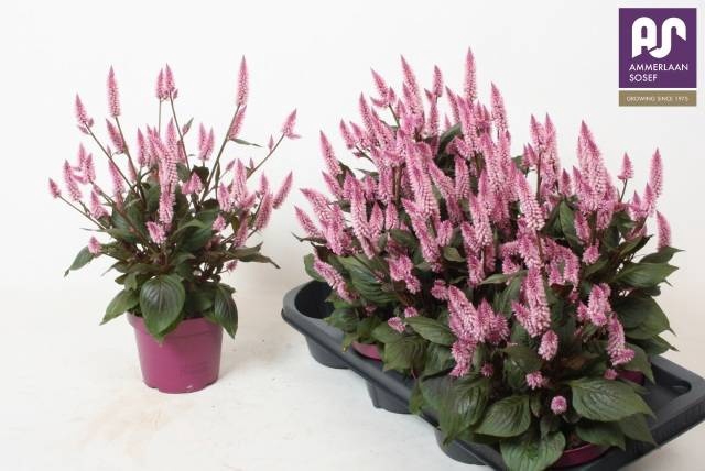 <h4>CEL WILD PINK</h4>