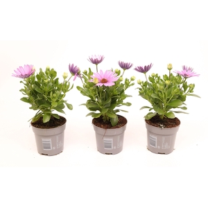 Osteospermum Dark Pink