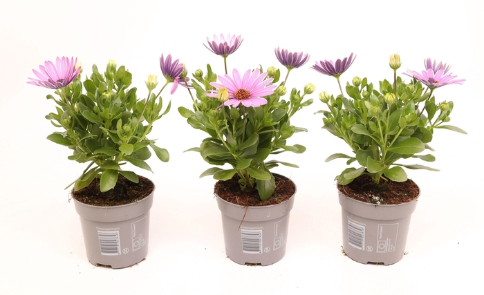 <h4>Osteospermum Dark Pink</h4>