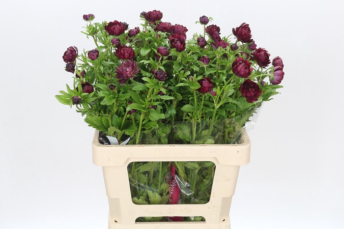 <h4>Ranunculus Moderna Lavender</h4>