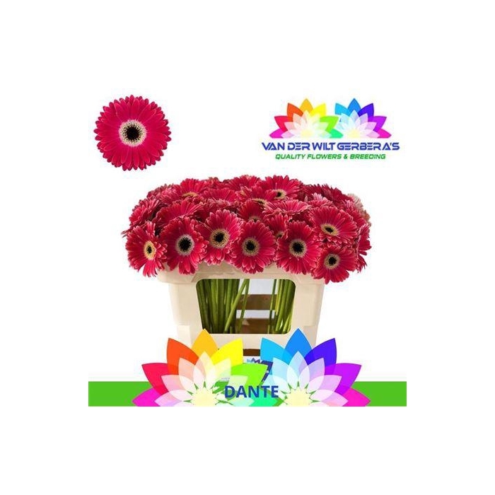 <h4>Ge Mi Dante</h4>