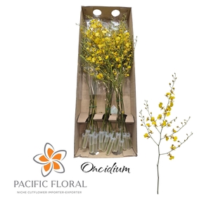 ONCIDIUM