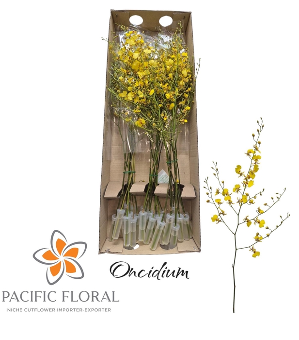 <h4>ONCIDIUM</h4>