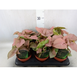 Syngonium podop.