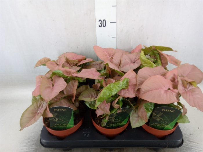 <h4>Syngonium podop.</h4>