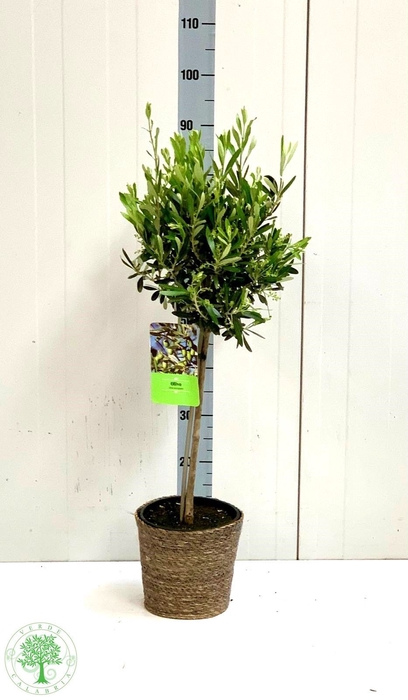<h4>OLEA EUROPAEA</h4>
