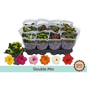 Kalanchoë Double Mix