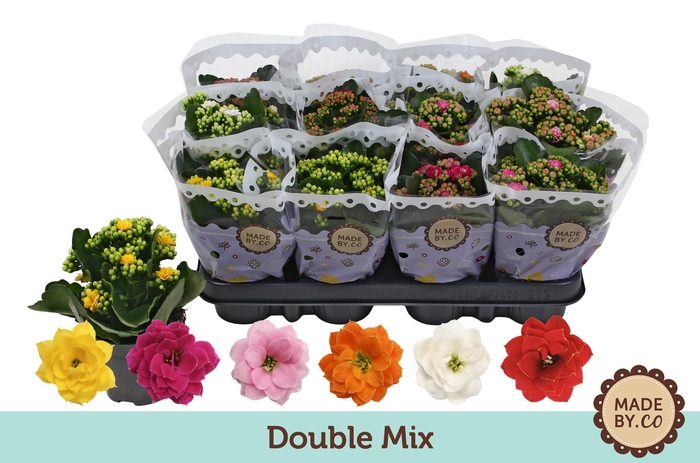 <h4>Kalanchoë Double Mix</h4>