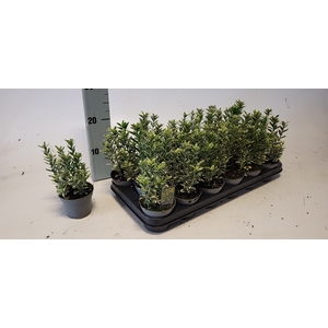 EUONYMUS JA M AUREOV