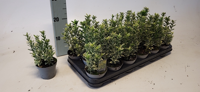 <h4>EUONYMUS JA M AUREOV</h4>