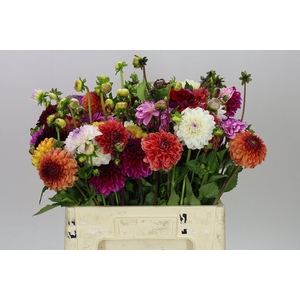 Dahlia Mixed
