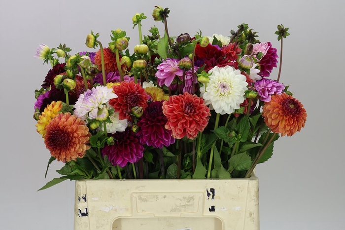 <h4>Dahlia Mixed</h4>