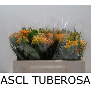 ASCL TUBEROSA